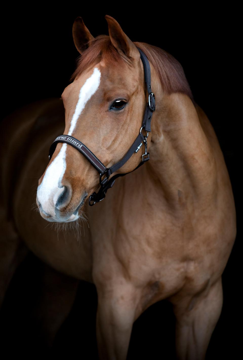 HorseGuard Sandra grime